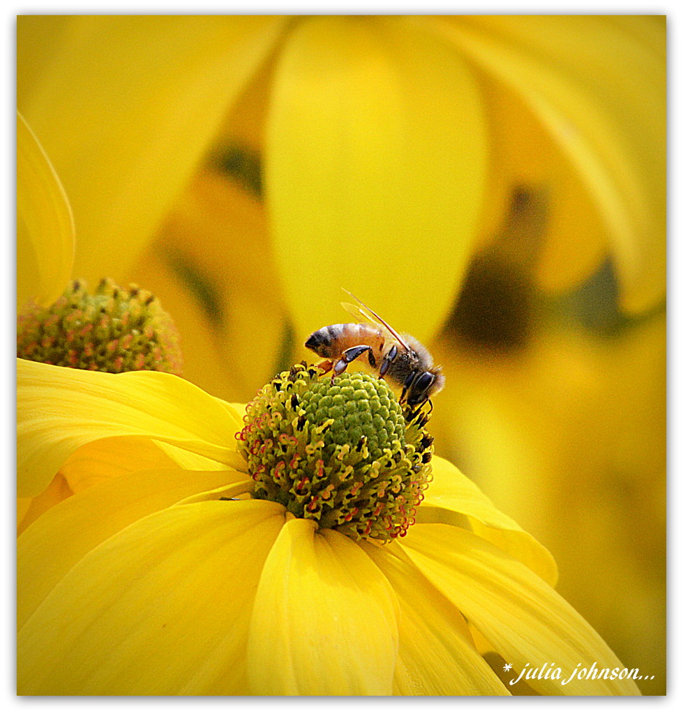 Bee on the Rudabeckia.. by julzmaioro