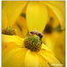 Bee on the Rudabeckia.. by julzmaioro