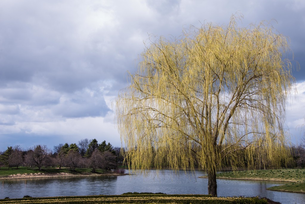 Weeping Willow by taffy