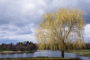 10th Apr 2016 - Weeping Willow