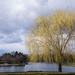 Weeping Willow by taffy