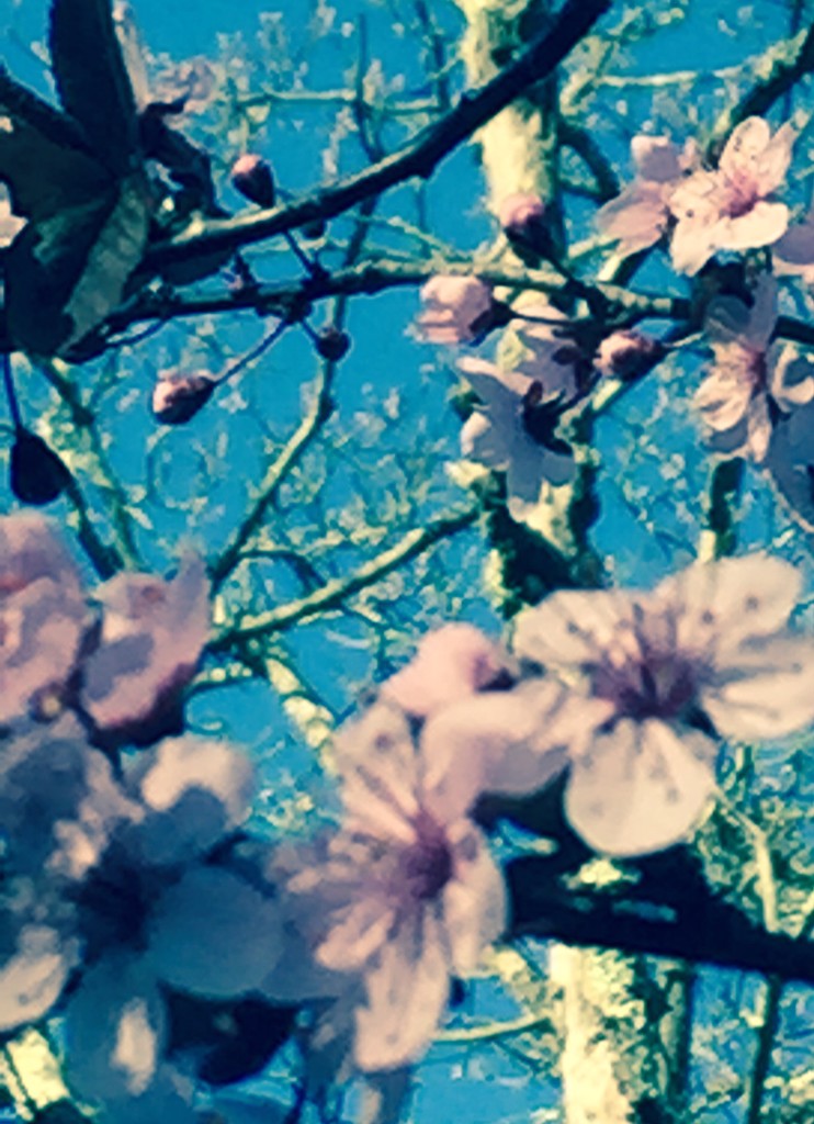 Pink flowers blue sky by pfaith7