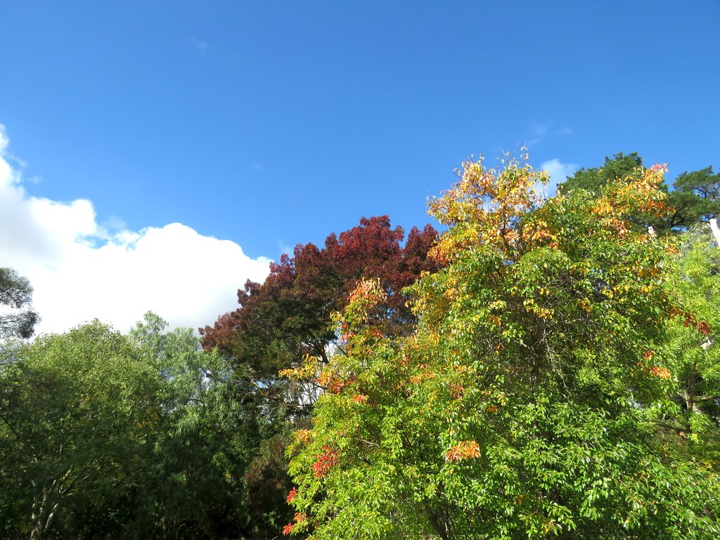 Autumn foliage by cruiser