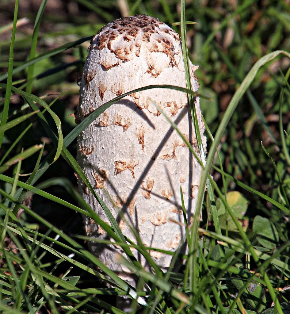 UFO - Unidentified fungus object by kiwinanna