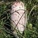 UFO - Unidentified fungus object by kiwinanna