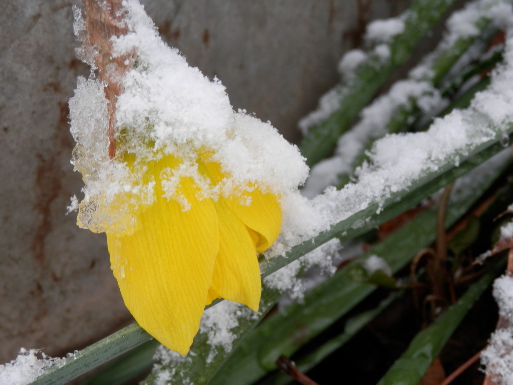 Poor Daffodil by julie