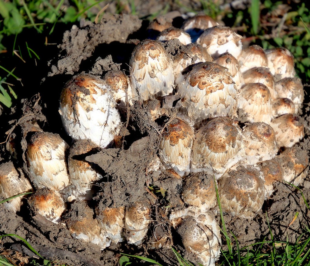 Multiple mushrooms by kiwinanna