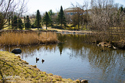 11th Apr 2016 - The duck pond in Ringve Botanical Garden