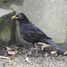 Blackbird 2 by oldjosh