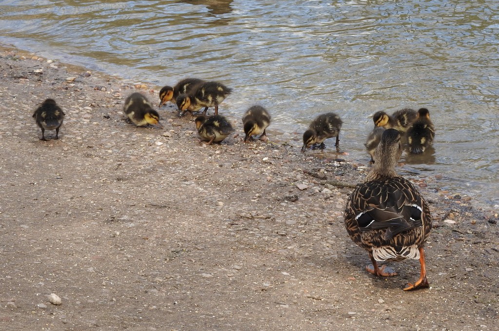  First Ducklings by oldjosh