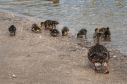 7th Apr 2016 -  First Ducklings