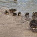  First Ducklings by oldjosh