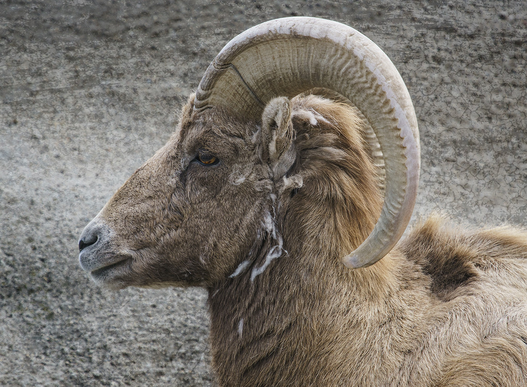 Big Horn Sheep by gardencat