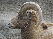 10th Apr 2016 - Big Horn Sheep