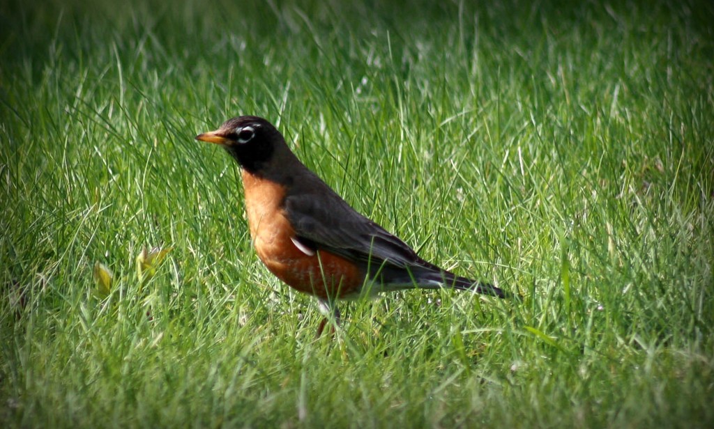 Robin in the grass by mittens