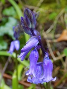 11th Apr 2016 - Bluebell