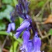 Bluebell by flowerfairyann