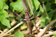 11th Apr 2016 - First dragonfly of the season