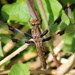 First dragonfly of the season by cjwhite