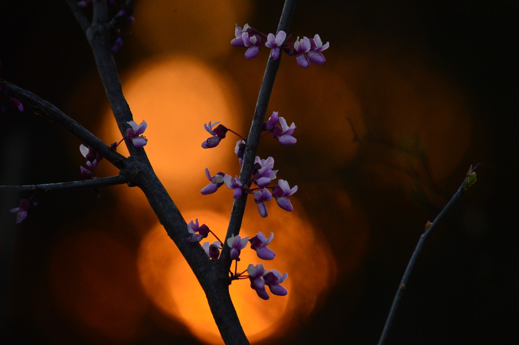 Blooms Against Sunset by kareenking