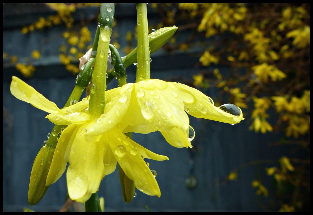 Raindrops on ...little yellow flowers. by jokristina