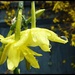 Raindrops on ...little yellow flowers. by jokristina