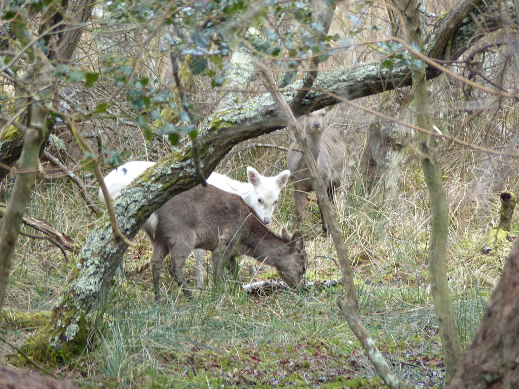 More Sika Deer at Arne Reserve, Dorset by susiemc