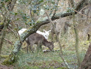 8th Apr 2016 - More Sika Deer at Arne Reserve, Dorset