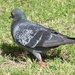 No Ordinary Pigeon by susiemc