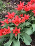 11th Apr 2016 - Tulips