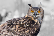 11th Apr 2016 - Eurasian Eagle-owl