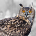 Eurasian Eagle-owl by leonbuys83