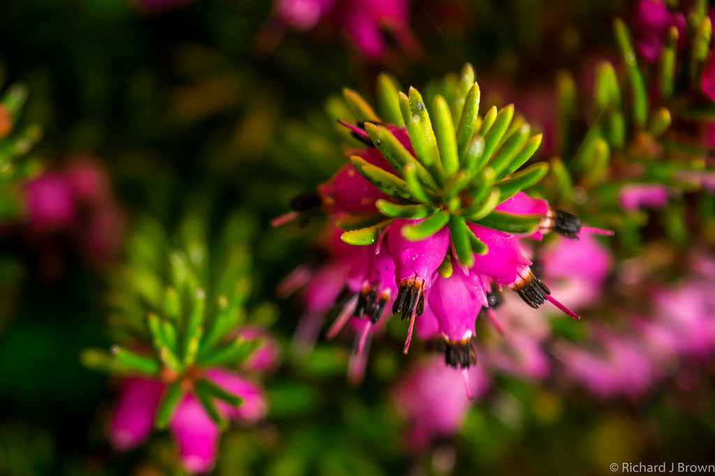 Pink Heather by rjb71