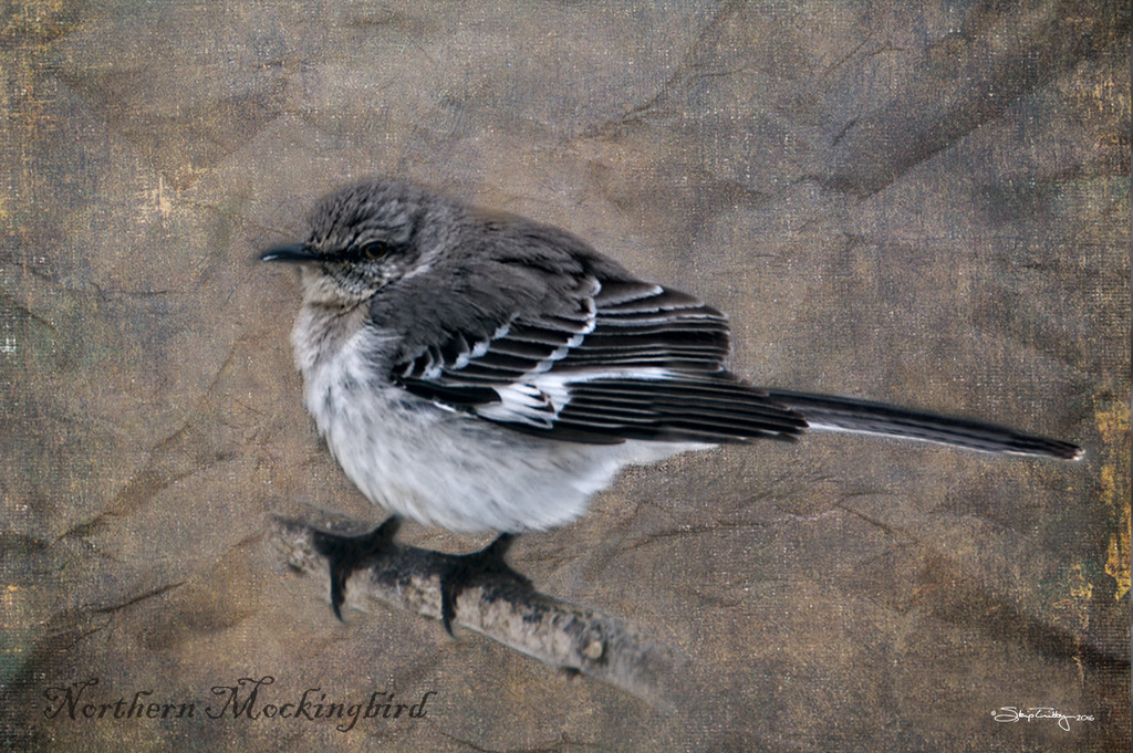 Northern Mockingbird by skipt07