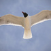 Seagull in flight! by rickster549