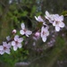 spring blossom 2 by judithdeacon