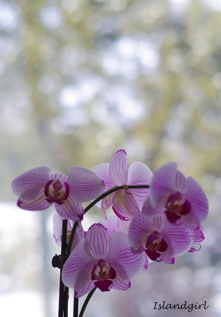 Orchid in the Window   by radiogirl