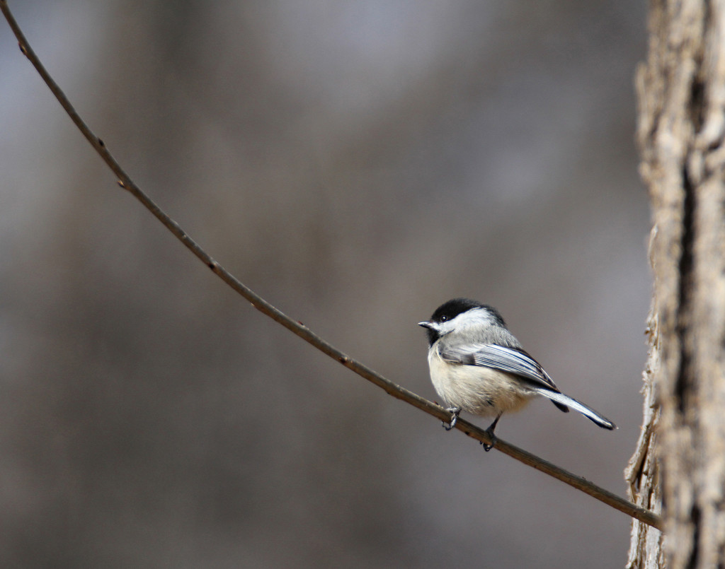 My Little Chickadee by tosee