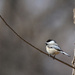 My Little Chickadee by tosee