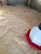 28th Mar 2016 - Chickens have new floor - sawdust