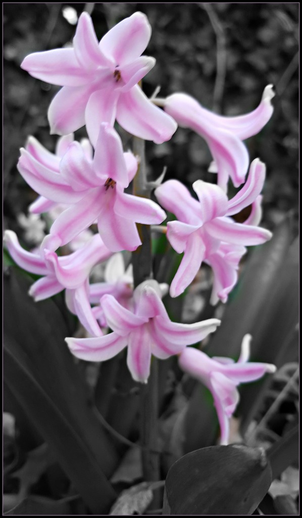Hyacinth Looking Pretty In My Garden by jo38
