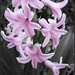 Hyacinth Looking Pretty In My Garden by jo38