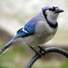 Blue Jay by daisymiller