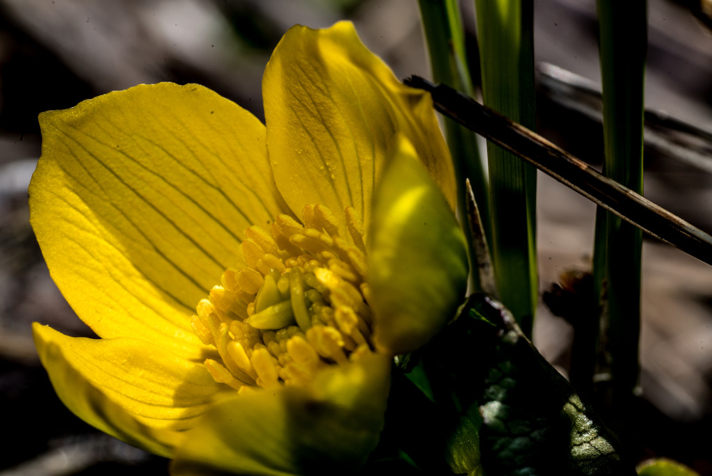 Yellow Marsh Marigold by rminer