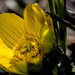 Yellow Marsh Marigold by rminer