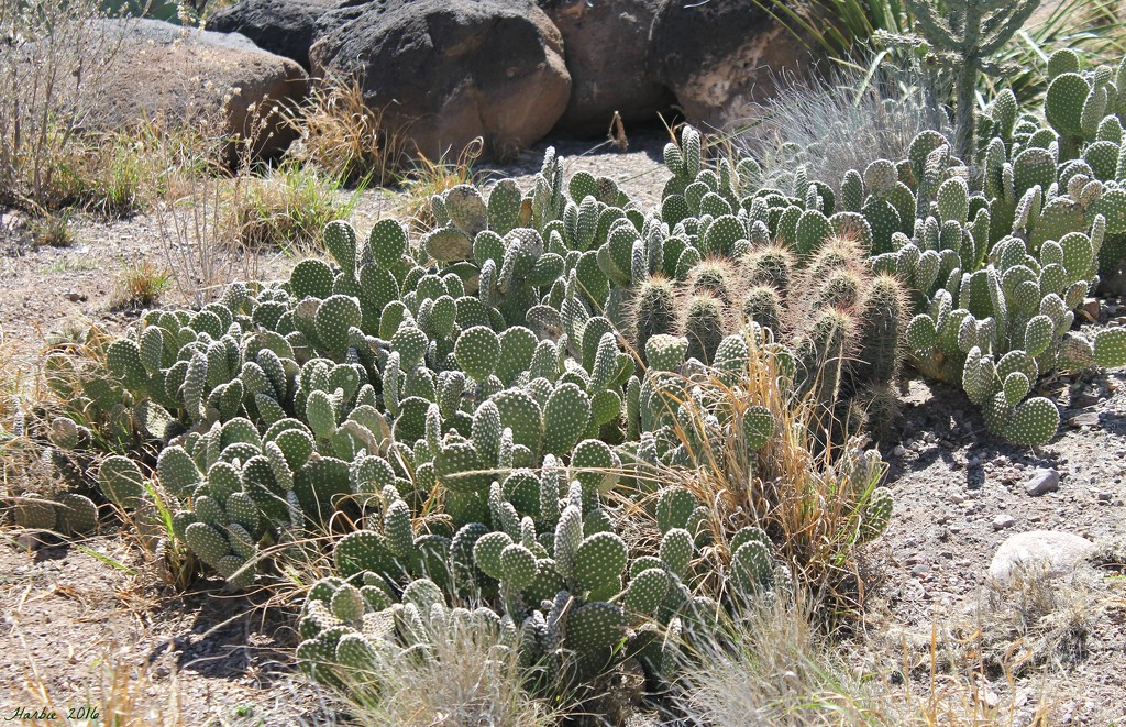 Prickly Pear Cacti by harbie