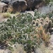 Prickly Pear Cacti by harbie