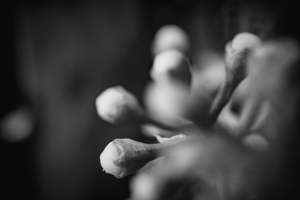 More Blooming by tina_mac