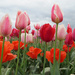 ~Tulip Fields~ by crowfan
