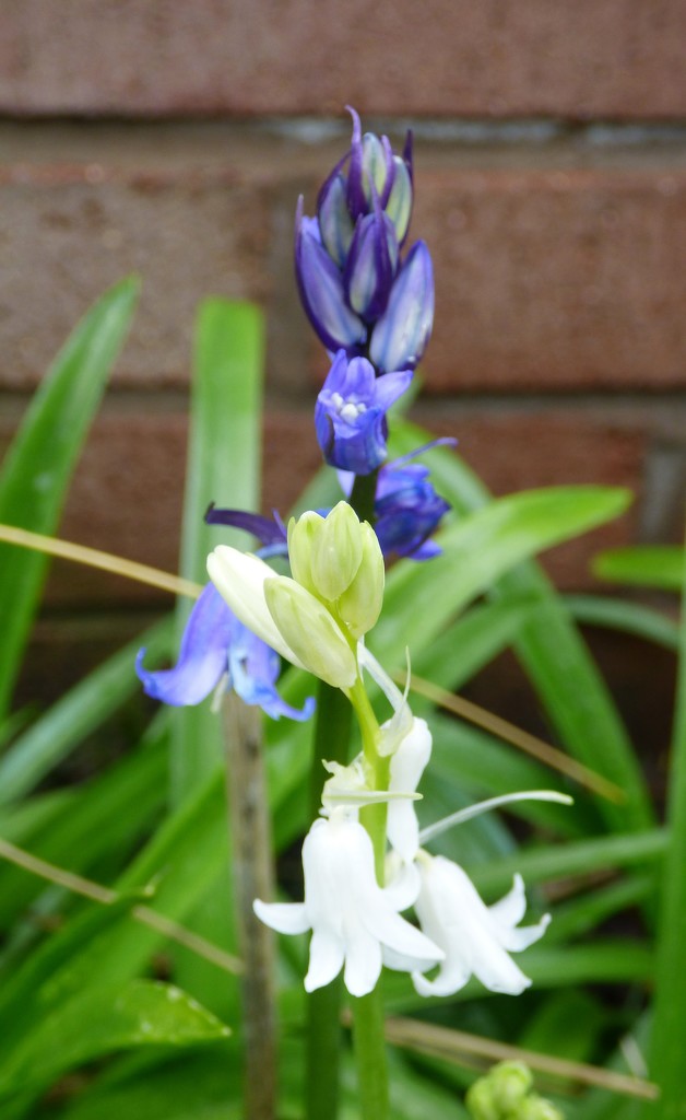 Blue bells and white bells  by beryl